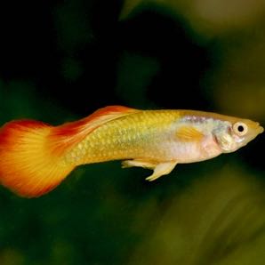 Poecilia ret.   Guppy yellow sunset XL